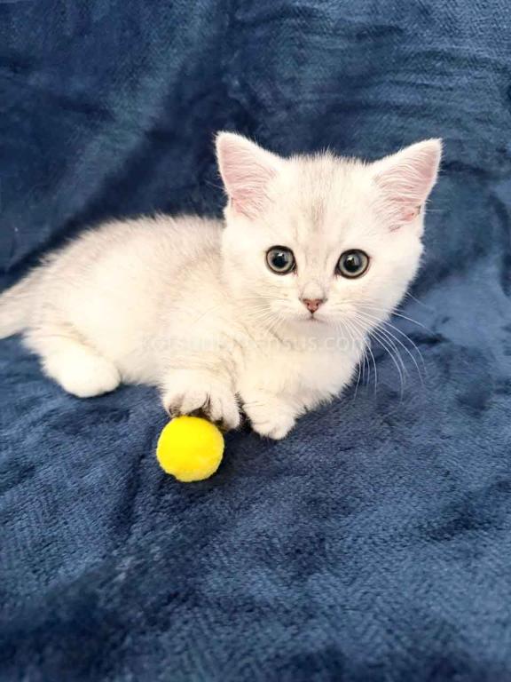 Ellis Baby Boy Munchkin Silver Shaded Short Leg photo 4