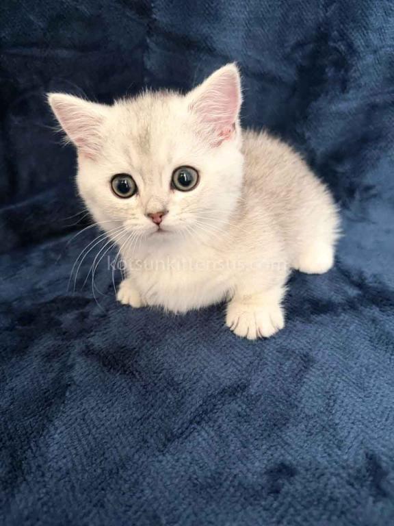 Ellis Baby Boy Munchkin Silver Shaded Short Leg photo 1
