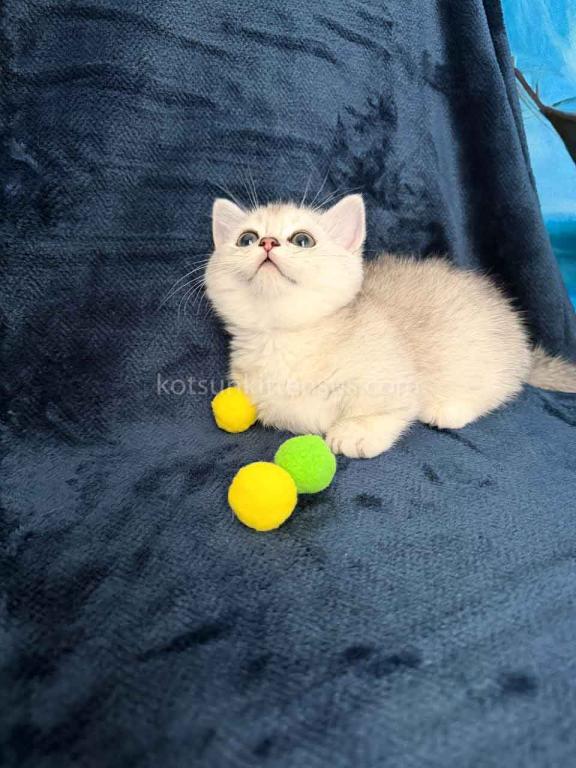 Ellis Baby Boy Munchkin Silver Shaded Short Leg photo 3