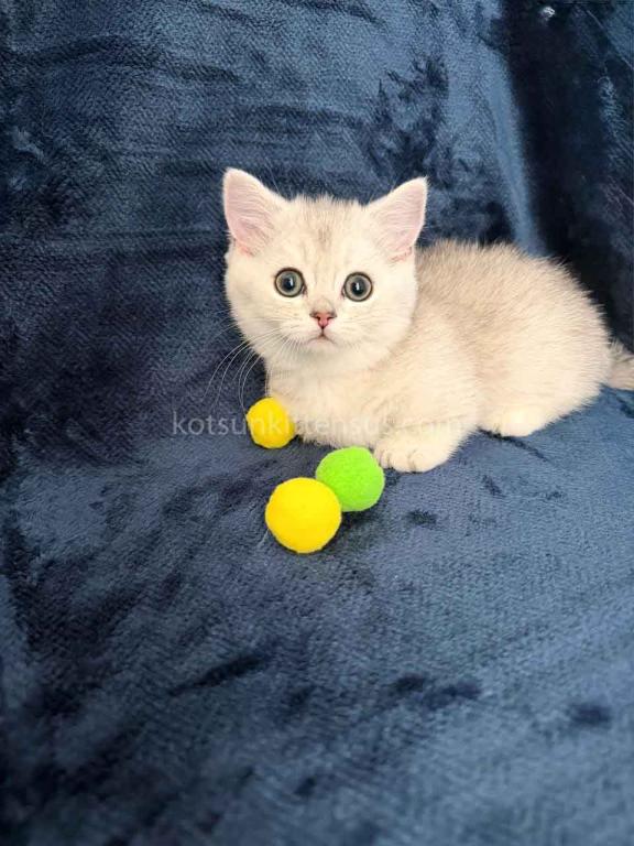Ellis Baby Boy Munchkin Silver Shaded Short Leg photo 2