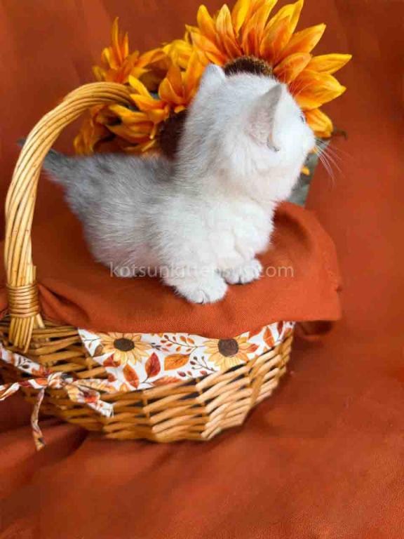 Fiona Baby Munchkin Short Legs Silver Shaded Girl photo 4