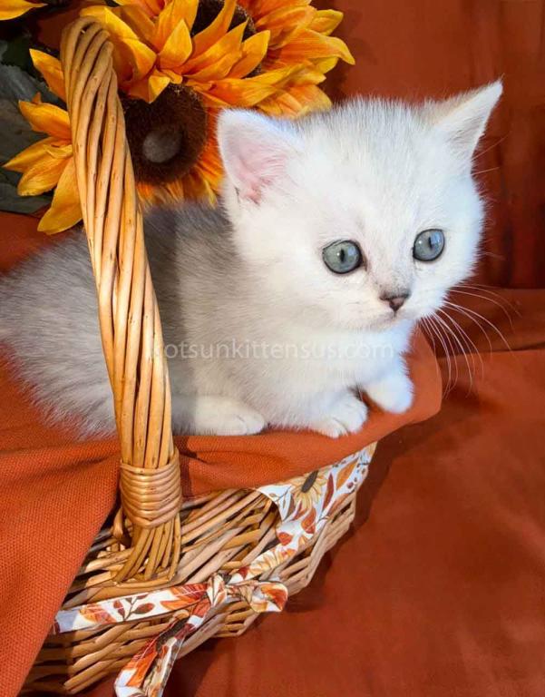 Fiona Baby Munchkin Short Legs Silver Shaded Girl photo 7