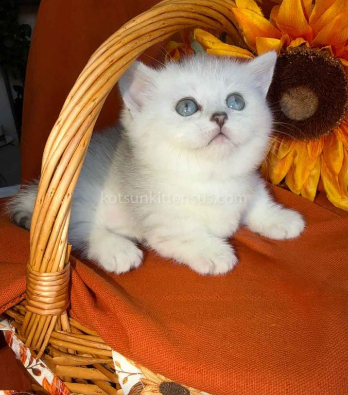 Fiona Baby Munchkin Short Legs Silver Shaded Girl photo 10