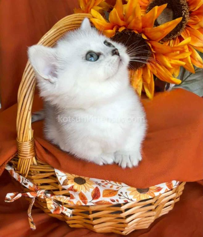 Fiona Baby Munchkin Short Legs Silver Shaded Girl photo 8