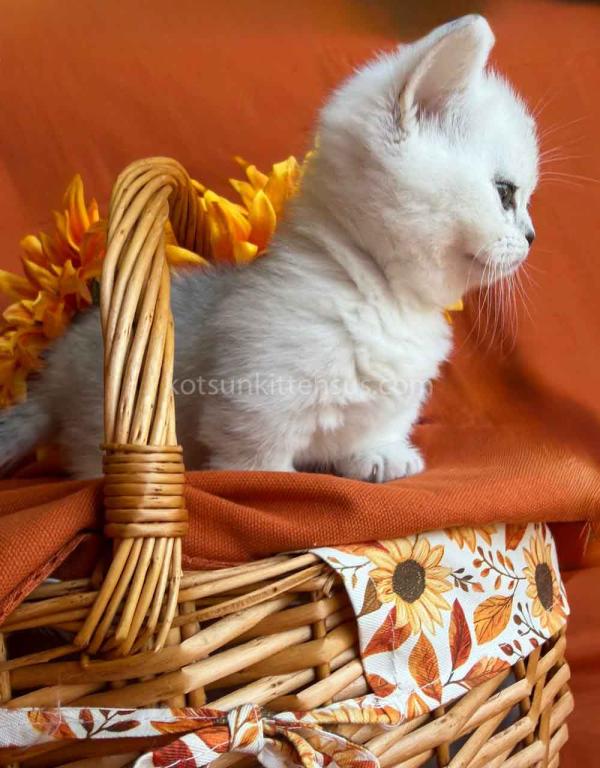 Fiona Baby Munchkin Short Legs Silver Shaded Girl photo 11