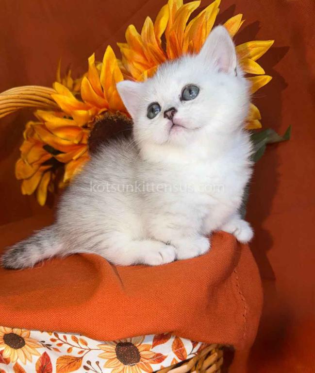 Fiona Baby Munchkin Short Legs Silver Shaded Girl photo 1