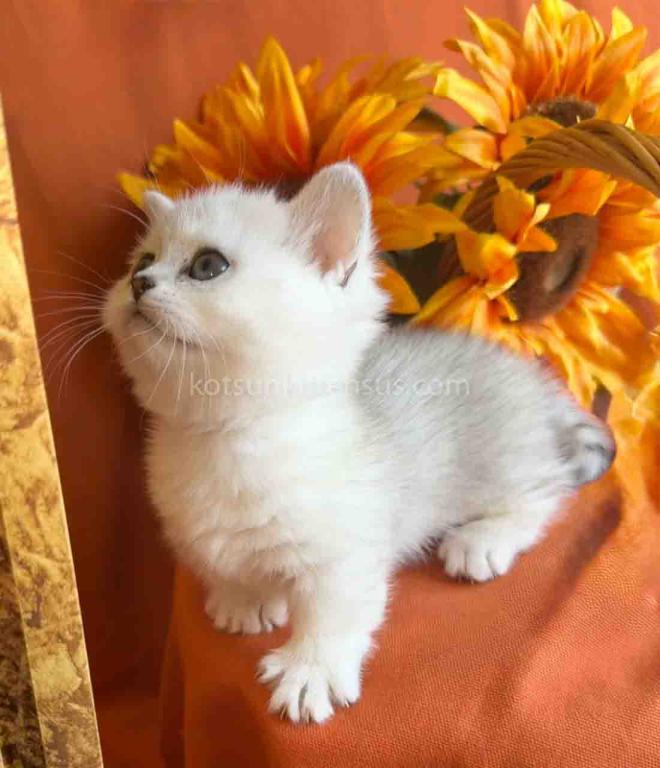 Fiona Baby Munchkin Short Legs Silver Shaded Girl photo 5