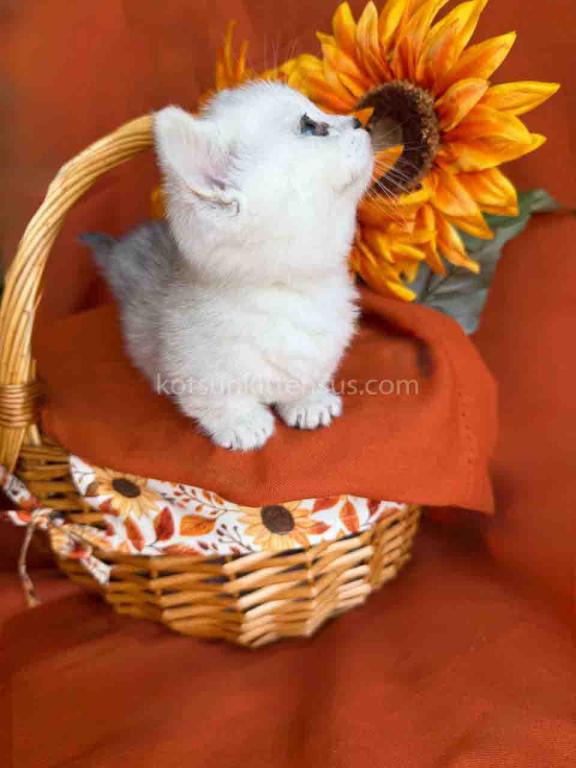 Fiona Baby Munchkin Short Legs Silver Shaded Girl photo 12