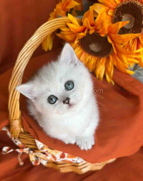 Fiona Baby Munchkin Short Legs Silver Shaded Girl photo 9