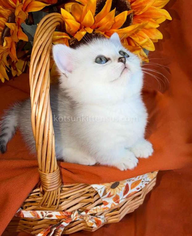 Fiona Baby Munchkin Short Legs Silver Shaded Girl photo 6