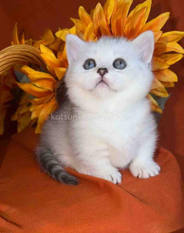 Fiona Baby Munchkin Short Legs Silver Shaded Girl photo 2