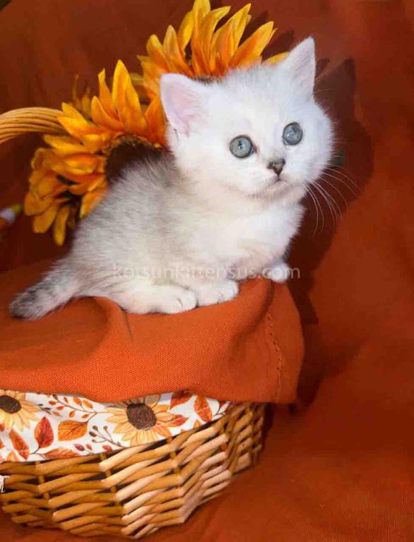 Fiona Baby Munchkin Short Legs Silver Shaded Girl photo 3