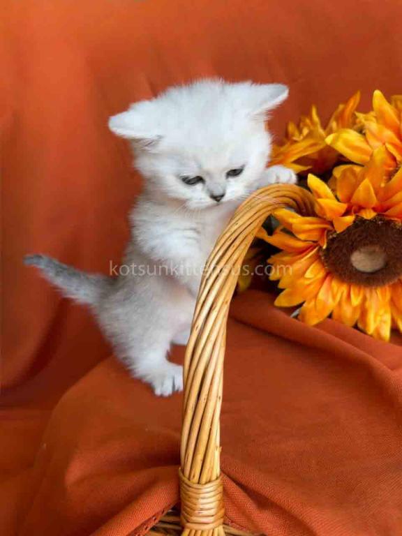 Fiona Baby Munchkin Short Legs Silver Shaded Girl photo 13