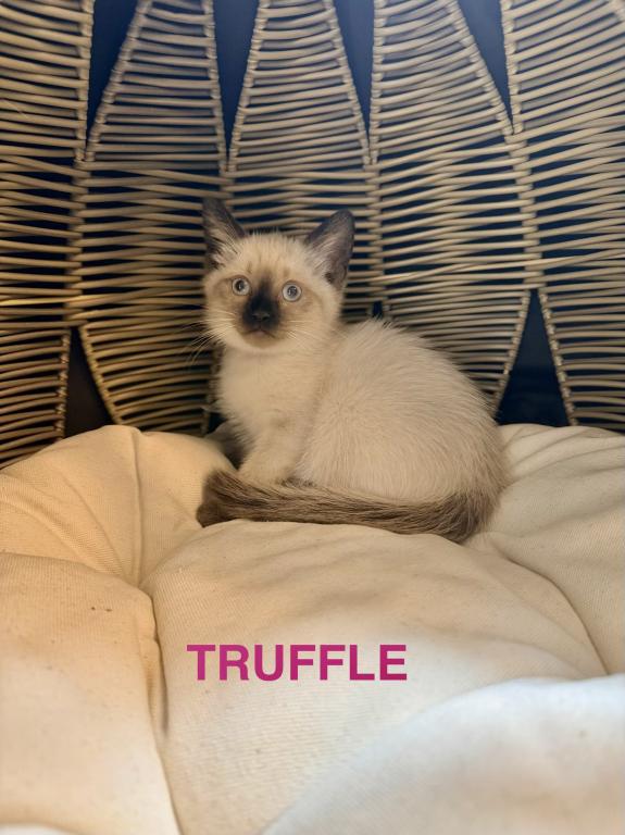 Truffle&Toffee photo 10