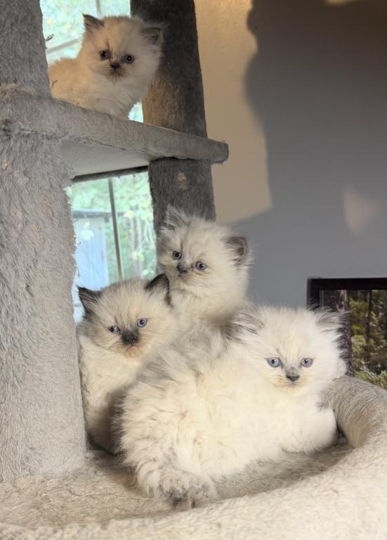Himalayan photo 1