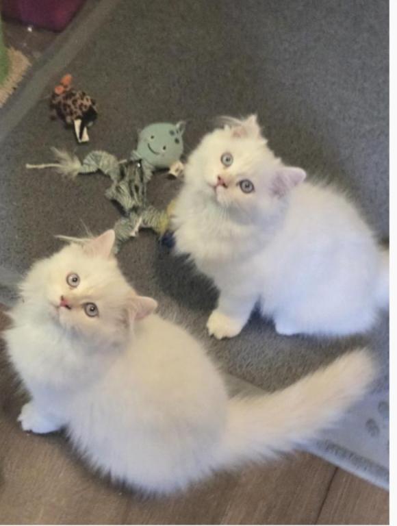 Olaf And Frost photo 1