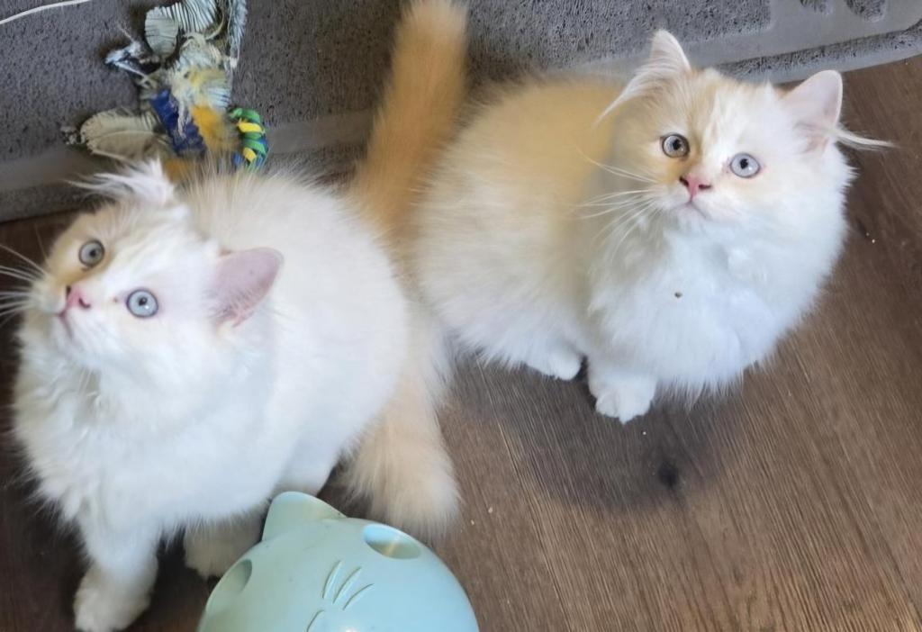 Olaf And Frost photo 2