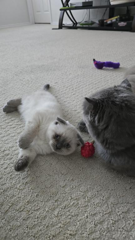 Color Point Scottish Fold Russian Blue Female photo 3