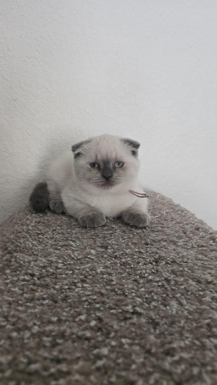 Color Point Scottish Fold Russian Blue Female photo 7