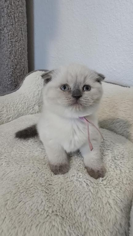 Color Point Scottish Fold Russian Blue Female photo 6
