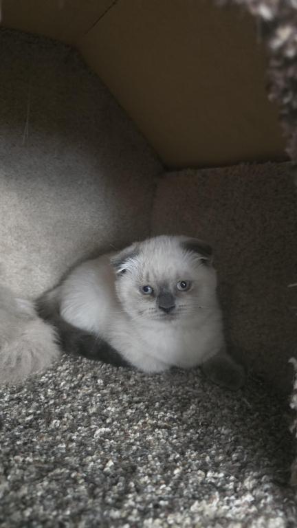 Color Point Scottish Fold Russian Blue Female photo 2