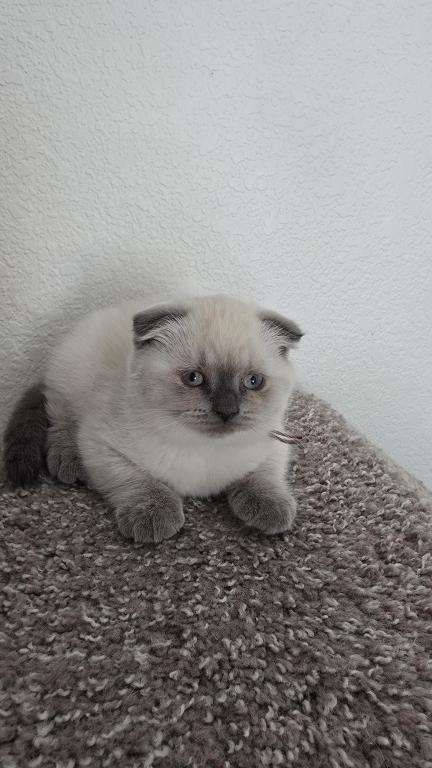 Color Point Scottish Fold Russian Blue Female photo 9