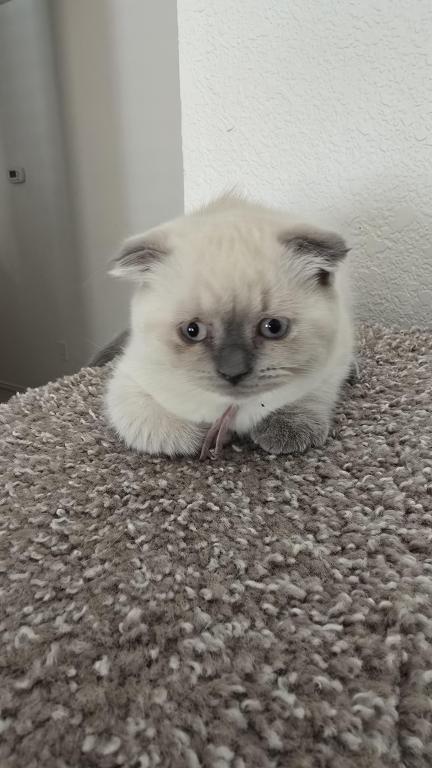Color Point Scottish Fold Russian Blue Female photo 1