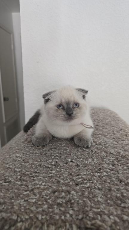 Color Point Scottish Fold Russian Blue Female photo 8