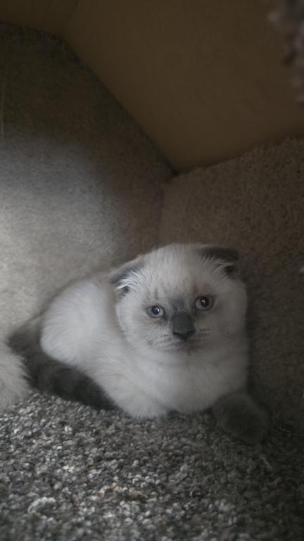 Color Point Scottish Fold Russian Blue Female photo 5