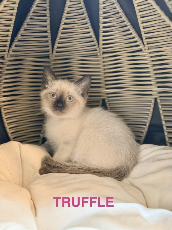 TRUFFLE & TOFFEE photo 8