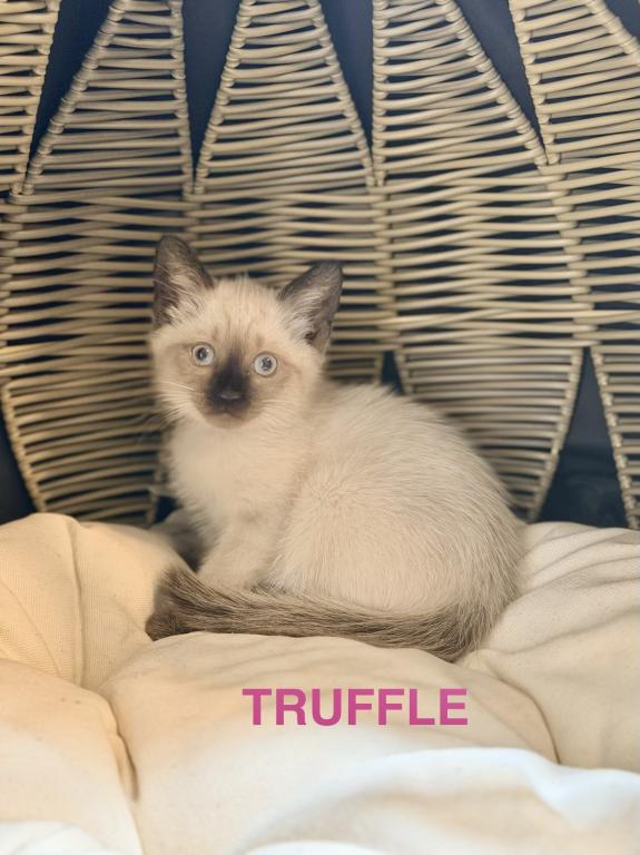 TRUFFLE & TOFFEE photo 9