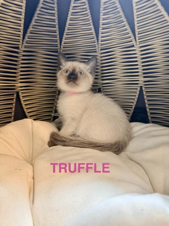 TRUFFLE & TOFFEE photo 11
