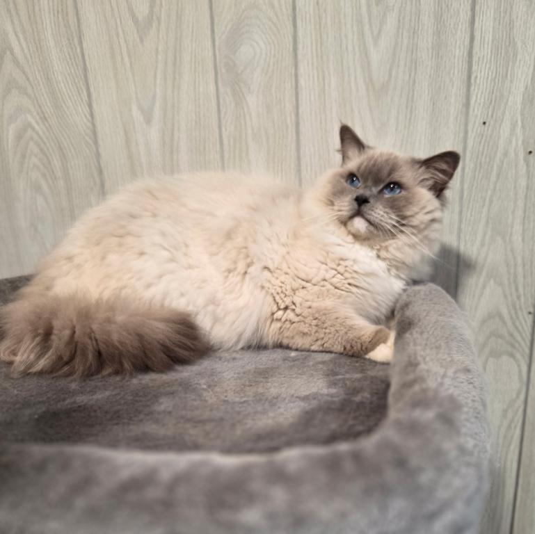 TICA Ragdoll Kittens photo 6