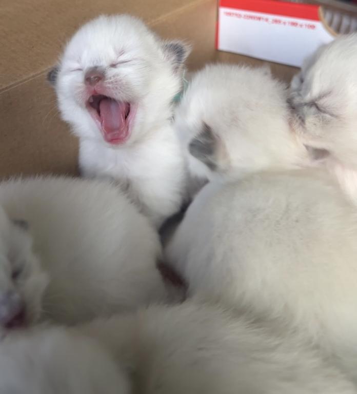 TICA Ragdoll Kittens photo 4