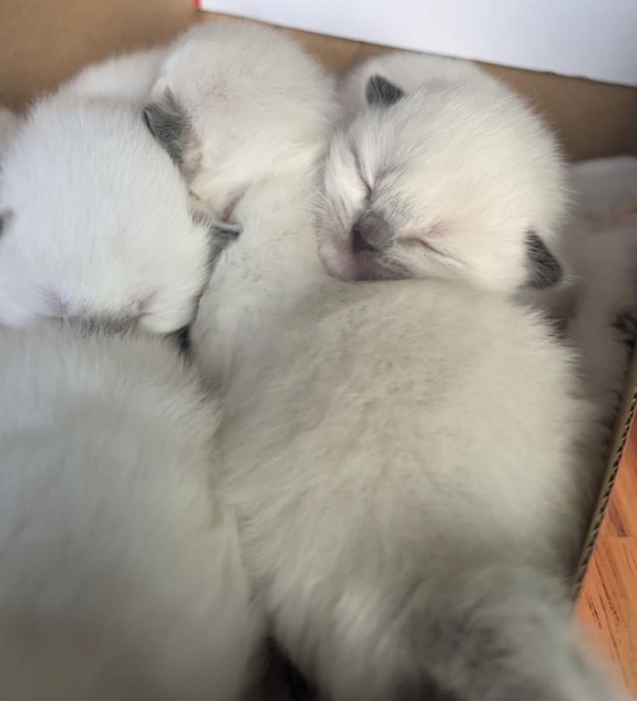 TICA Ragdoll Kittens photo 3