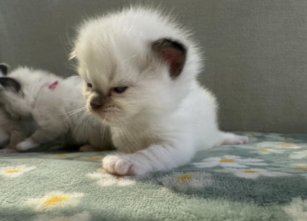 TICA Ragdoll Kittens