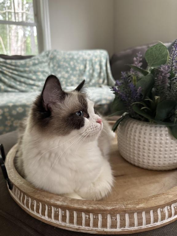 TICA Ragdoll Kittens photo 8