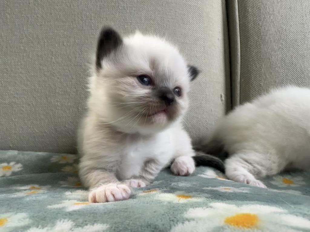 TICA Ragdoll Kittens photo 2