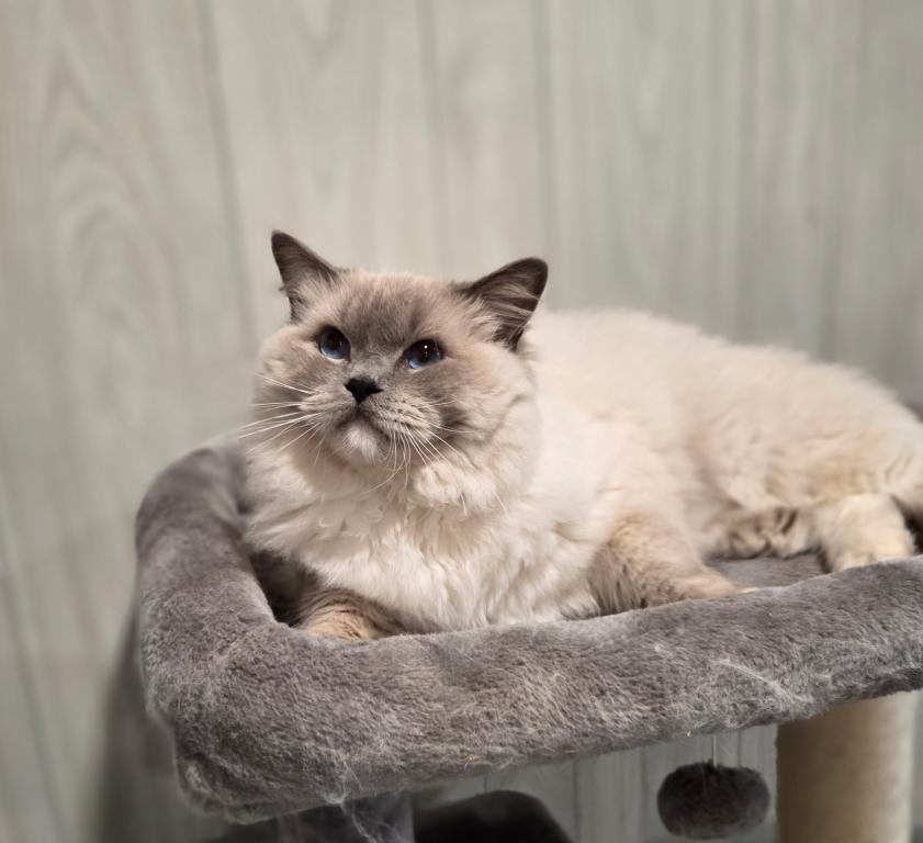 TICA Ragdoll Kittens photo 7
