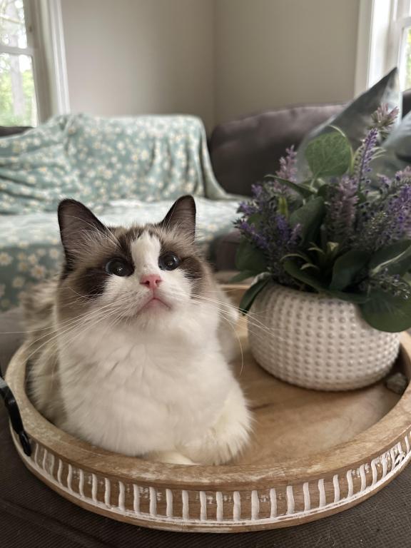 TICA Ragdoll Kittens photo 5