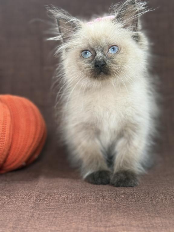Seal Ragdoll photo 20