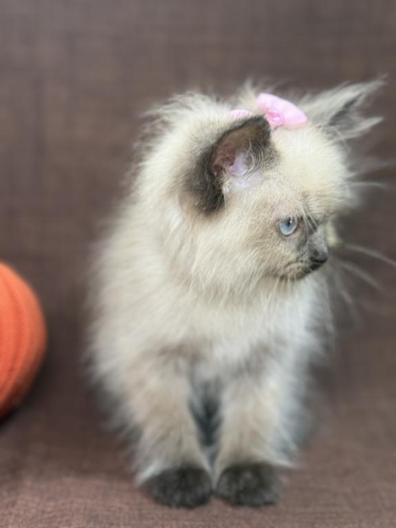 Seal Ragdoll photo 16