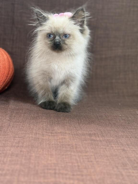 Seal Ragdoll photo 15