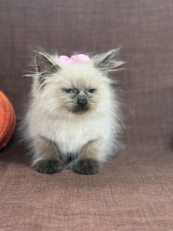 Seal Ragdoll photo 12