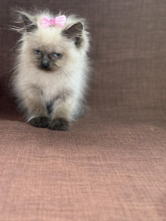 Seal Ragdoll photo 17