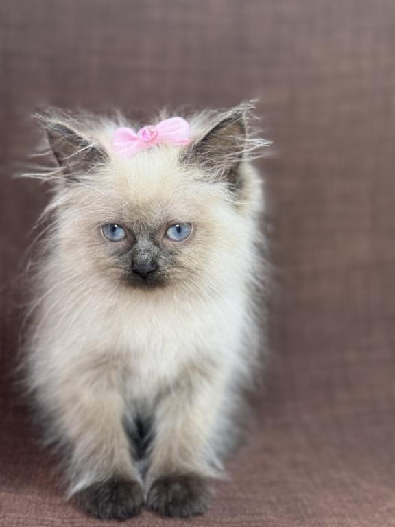 Seal Ragdoll photo 1