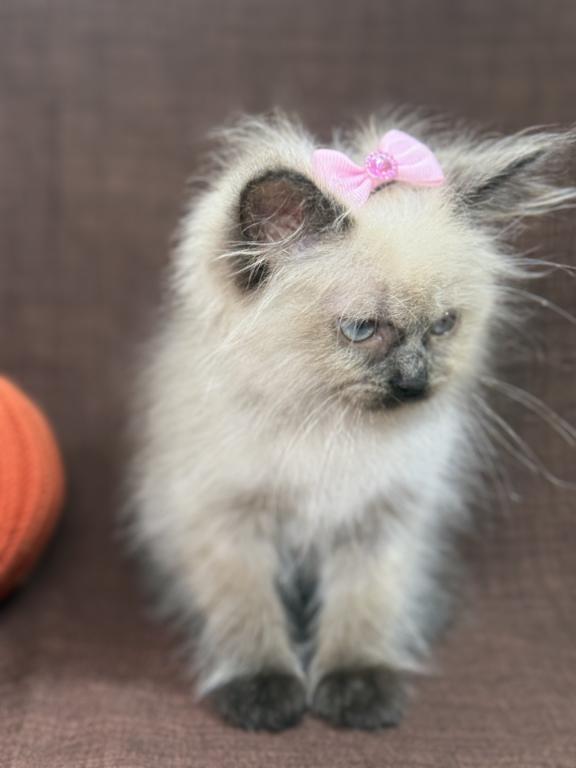 Seal Ragdoll photo 19