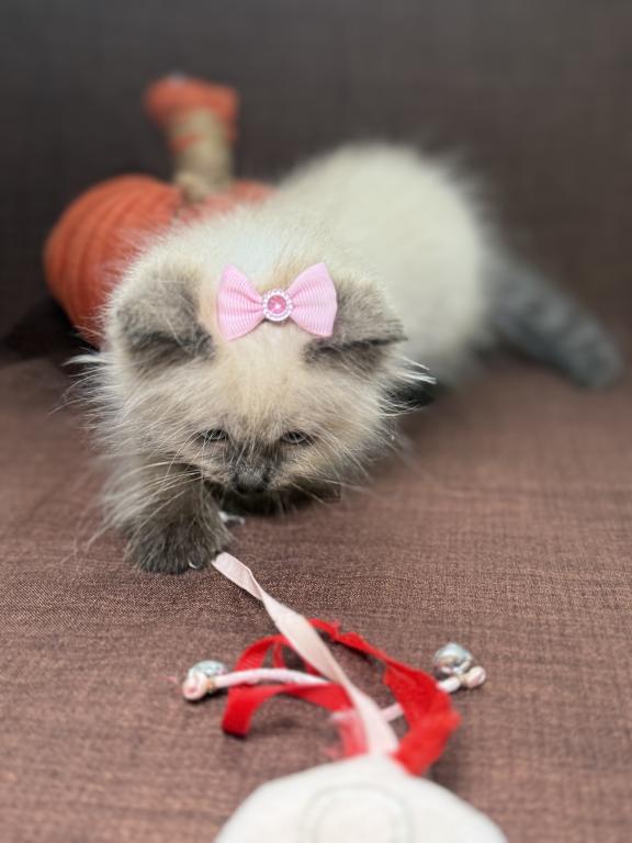 Seal Ragdoll photo 24