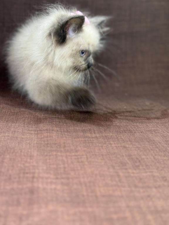 Seal Ragdoll photo 11