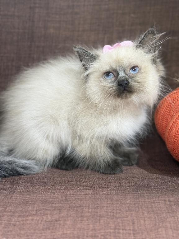 Seal Ragdoll photo 9